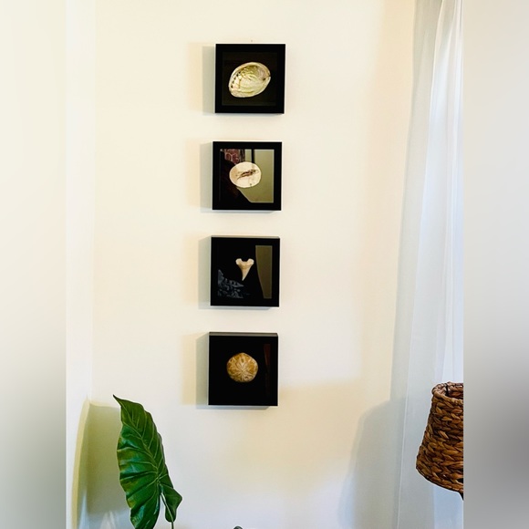 Fossil - Otodus Shark Tooth fossil wall art framed - Picture 6 of 6